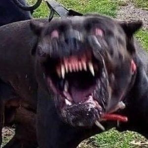 Meet your Posher, Brogan